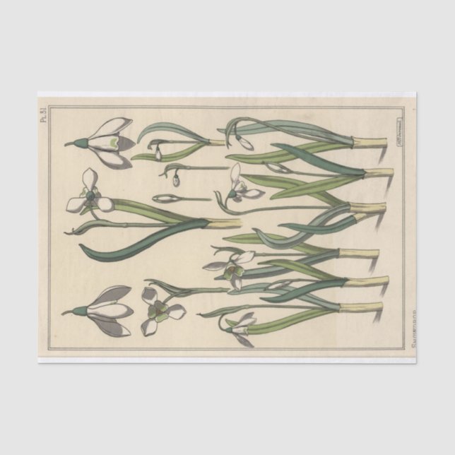 Papier Mousseline Perce-neige, série de botanique d'Eugene Grasset (Recto)