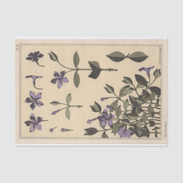 Papier Mousseline Periwinkle, Eugene Grasset's Botany Series (Recto)