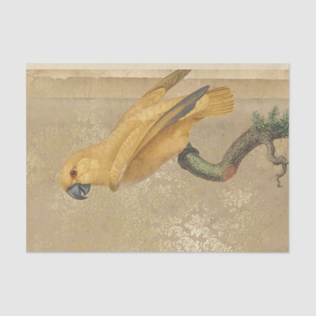 Papier Mousseline Perroquet vintage (Recto)