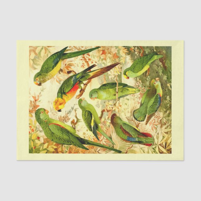 Papier Mousseline Perruques, Découpage (Recto)