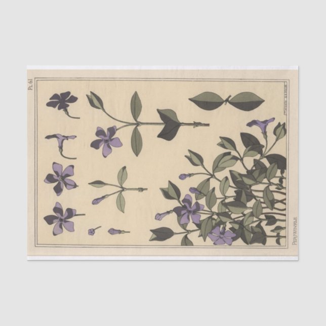 Papier Mousseline Pervenche, série de botanique d'Eugène Grasset (Recto)