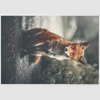 Papier Mousseline Petit renard