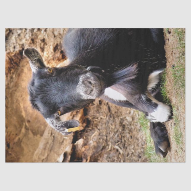 PAPIER MOUSSELINE PETITE CHÈQUE CUITE (Recto)