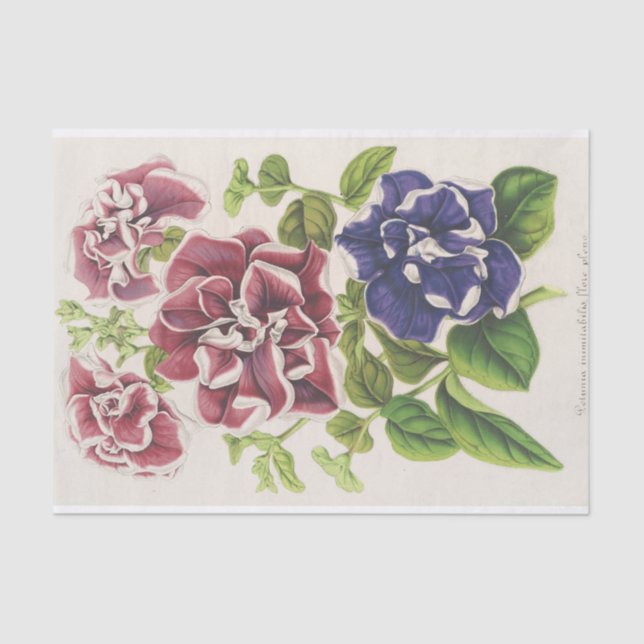 Papier Mousseline Pétunia Inimitabilis (Hybride), Flore Pléno (Recto)