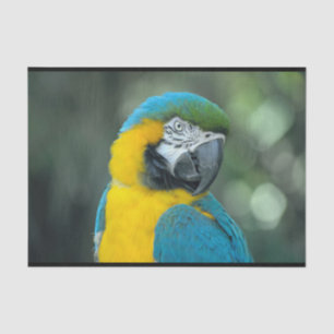 Papier Mousseline Photo bleu macaw et jaune