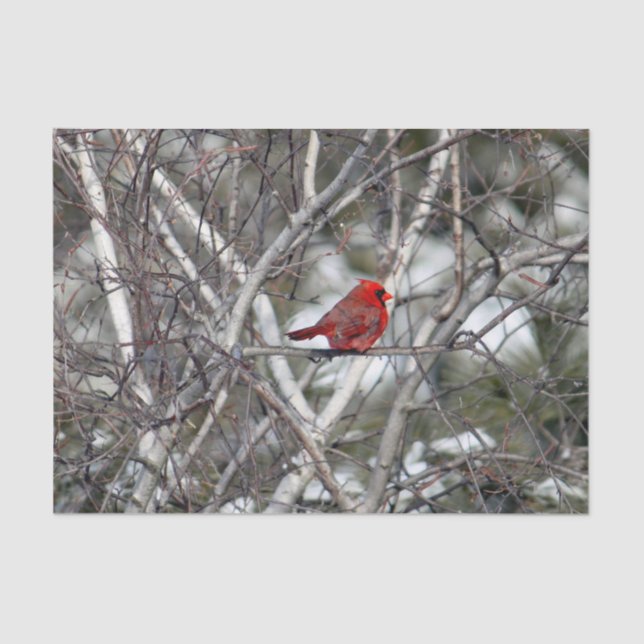 Papier Mousseline Photo Cardinal Snow Birch Tree (Recto)