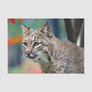Papier Mousseline Photo de Bobcat Wildlife