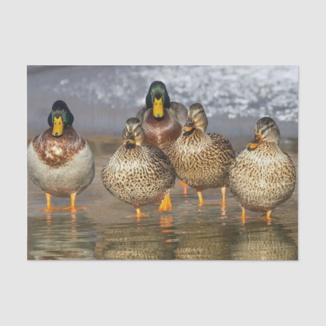 Papier Mousseline Photo de la faune de Mallard Ducks (Recto)