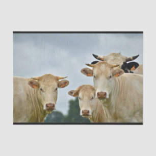 Papier Mousseline Photo de la ferme Tan Cows