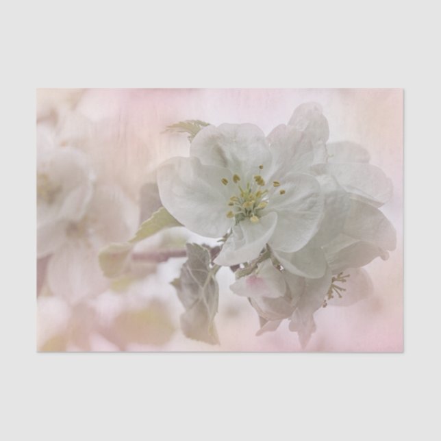 Papier Mousseline Photo en fleurs de pomme blanche (Recto)