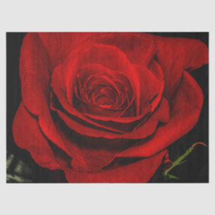 Papier Mousseline Photo florale de belle fleur de rose rouge