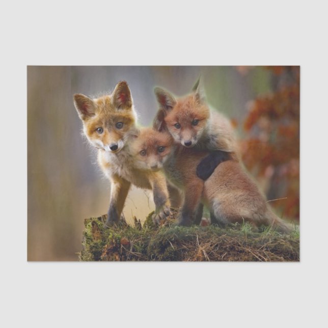Papier Mousseline Photo Fox Kits (Recto)