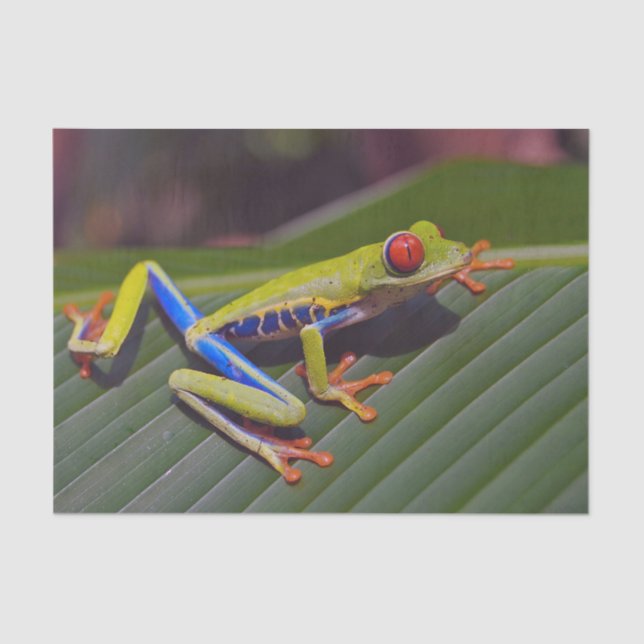 Papier Mousseline Photo Frog Red Eye (Recto)