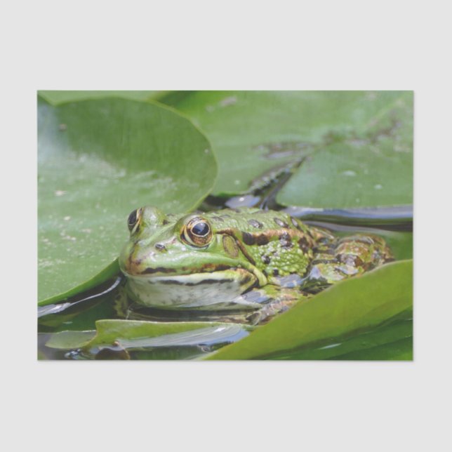Papier Mousseline Photo Grenouille Green Lily Pad (Recto)