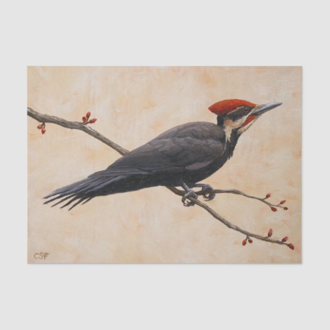 Papier Mousseline Pic pilé perché sur une branche d'arbre (Recto)