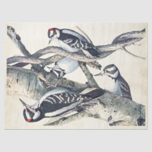 Papier Mousseline Pic vintage Parchemin Oiseau Découpage Nature
