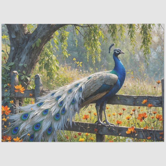 Papier Mousseline Piebald Peacock on Split rail fence (Recto)