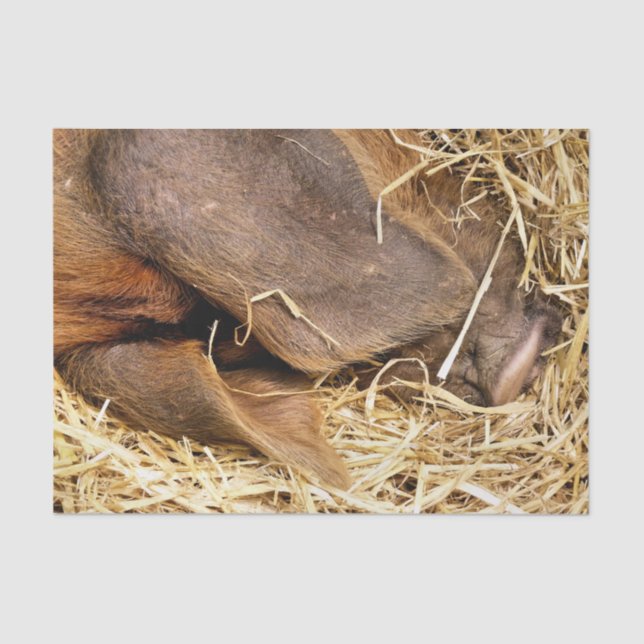 PAPIER MOUSSELINE PIÈCES (Recto)