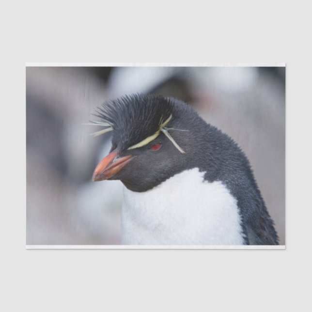 Papier Mousseline Pingouin du sud de Rockhopper (Recto)