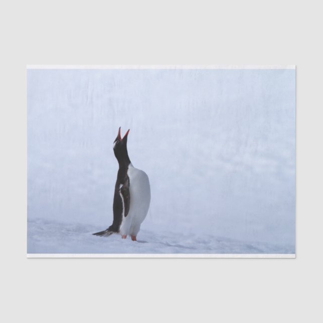 Papier Mousseline Pingouin Gentoo (Recto)