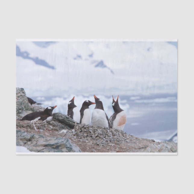 Papier Mousseline Pingouins en Antarctique (Recto)