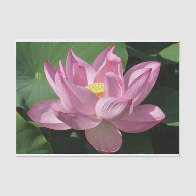 Papier Mousseline Pink Lotus Flower IV (Recto)
