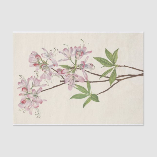 Papier Mousseline Pinkshell Azalea par Mary Vaux Walcott (Recto)