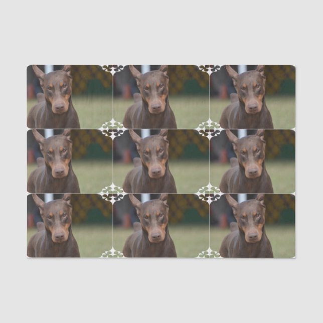 Papier Mousseline Pinscher adorable de dobermann (Recto)