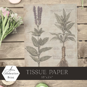 Papier Mousseline Planche botanique scientifique vintage herbes lava