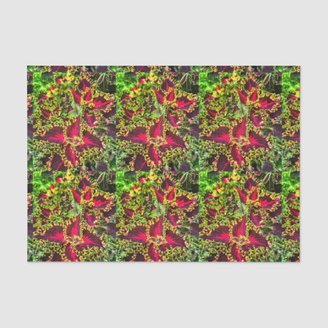 Papier Mousseline Plante Coleus rouge et vert (Recto)