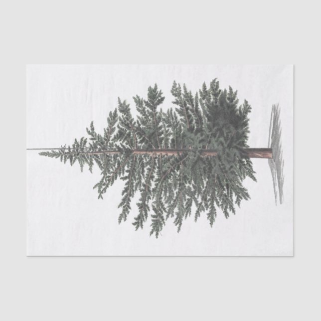 Papier Mousseline Plante d'arbre de cèdre (Recto)