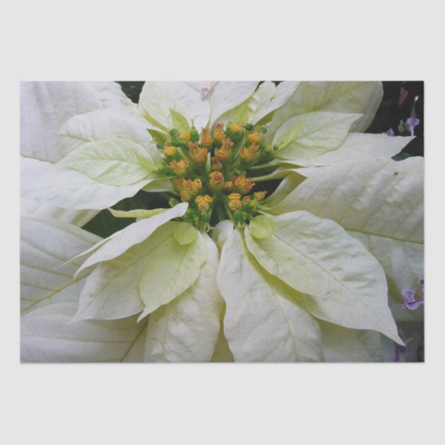 Papier Mousseline Poinsettia Elegant Christmas Holiday Floral (Recto)