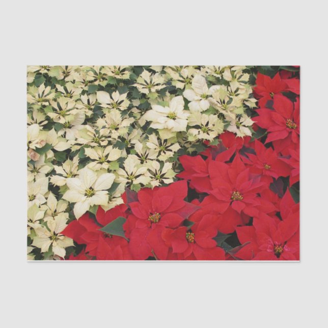 Papier Mousseline Poinsettias blanches et rouges I Holiday Floral (Recto)