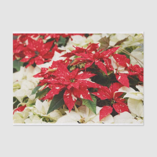 Papier Mousseline Poinsettias Festive Rouge Blanc Floral (Recto)