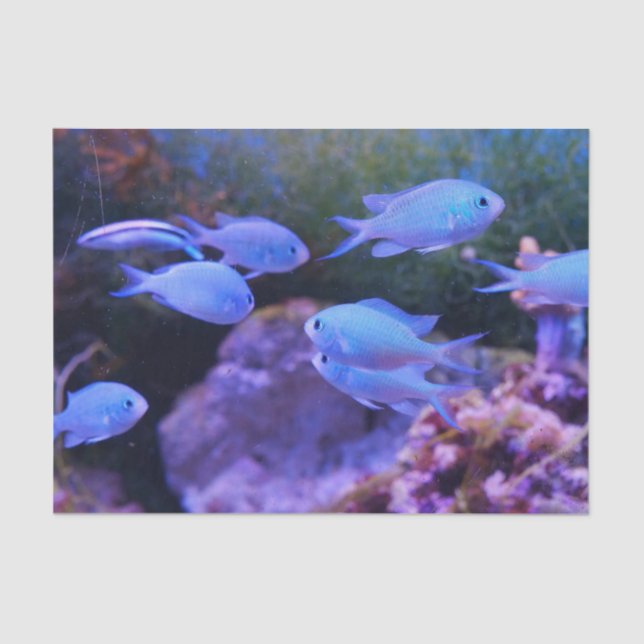Papier Mousseline Poisson bleu tropical (Recto)
