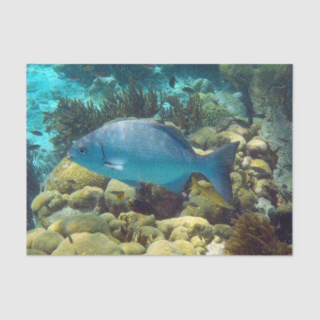 Papier Mousseline Poissons de récif (Recto)