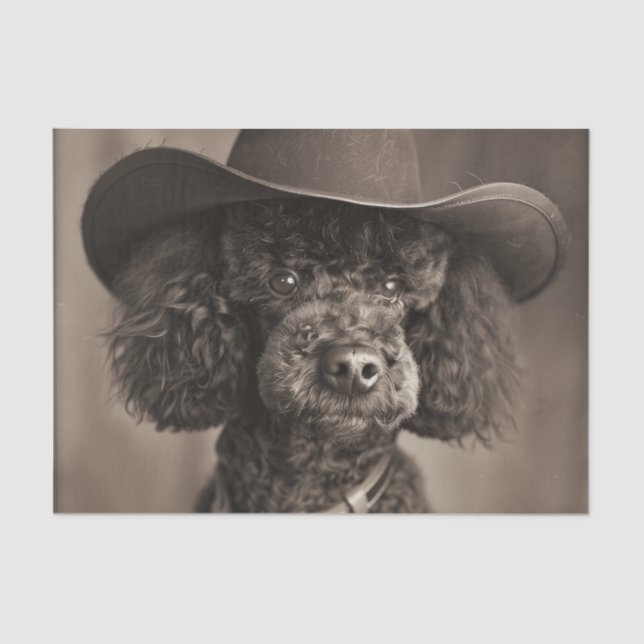 Papier Mousseline Poodle noir habillé en costume d'Halloween Cowboy (Recto)