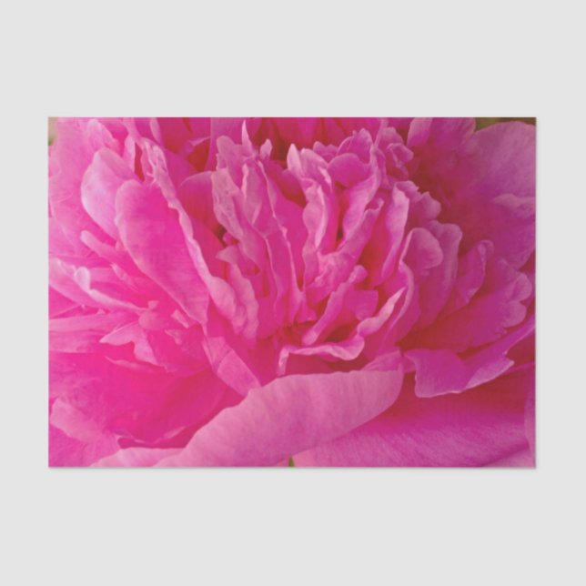 Papier Mousseline Pop de PAPIER Pink Peony-TISSUE EN WRAPPER (Recto)