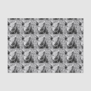 Papier Mousseline porcelet doux, blanc noir