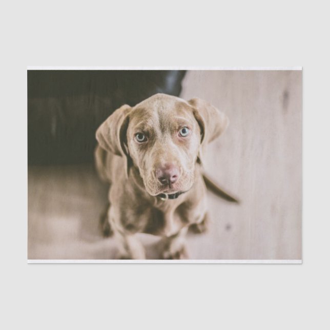 Papier Mousseline Portrait de chien (Recto)
