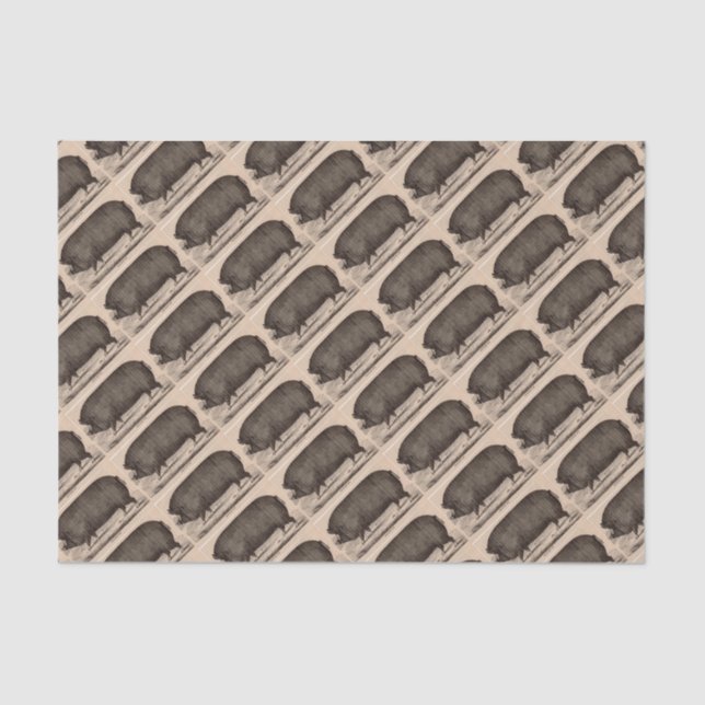 Papier Mousseline poster de animal agricole du 19e siècle Berkshire  (Recto)