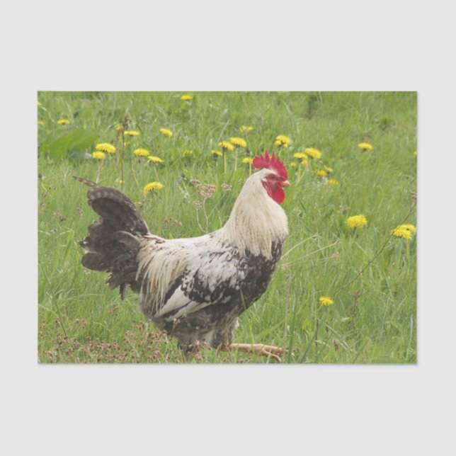 Papier Mousseline poulet, coq, animal, oiseau, ferme, agriculture, (Recto)