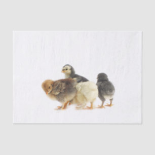 Papier Mousseline poussins moelleux