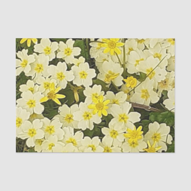 Papier Mousseline Primrose du printemps (Recto)