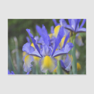 Papier Mousseline Purple N Iris Jaune