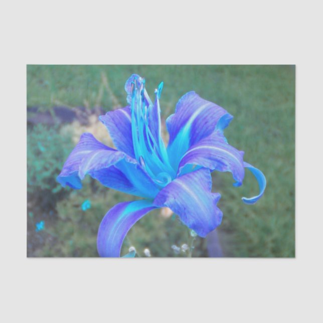 Papier Mousseline Purple N Turquoise Daylily (Recto)