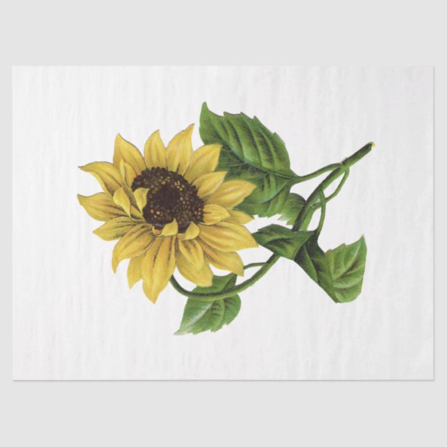 Papier Mousseline Queen Bee Series Design 66 (Recto)