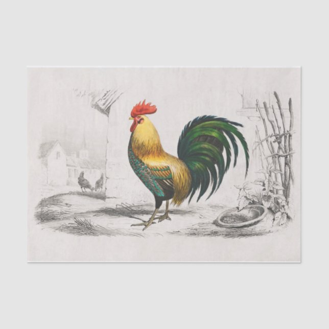 Papier Mousseline Quelle surprise ! Rooster royal dans une pochette  (Recto)