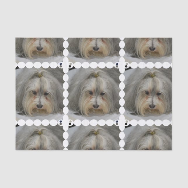 Papier Mousseline Race de chien de Havanese (Recto)