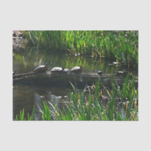 Papier Mousseline Rangée de tortues Green Nature Photo